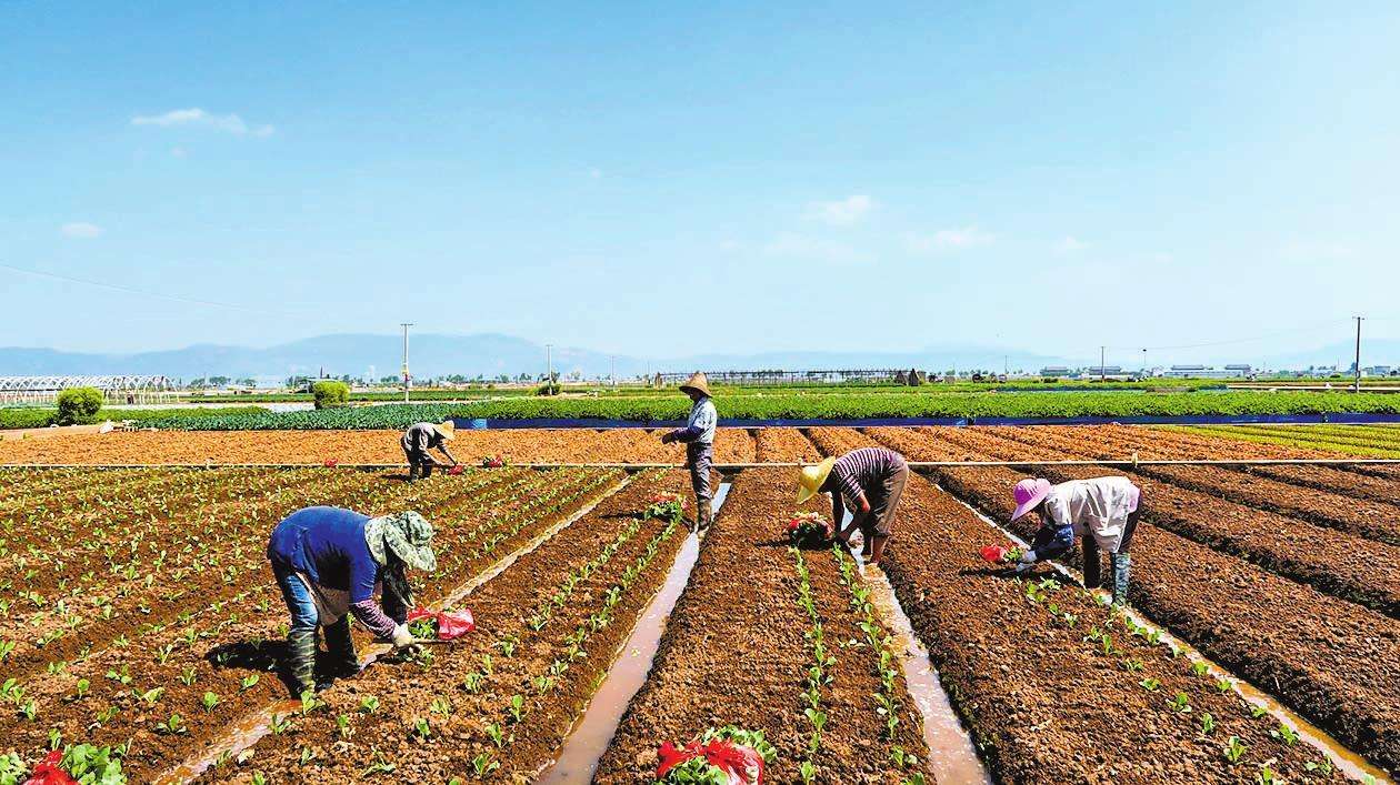 千家万户齐上阵 远销十多国